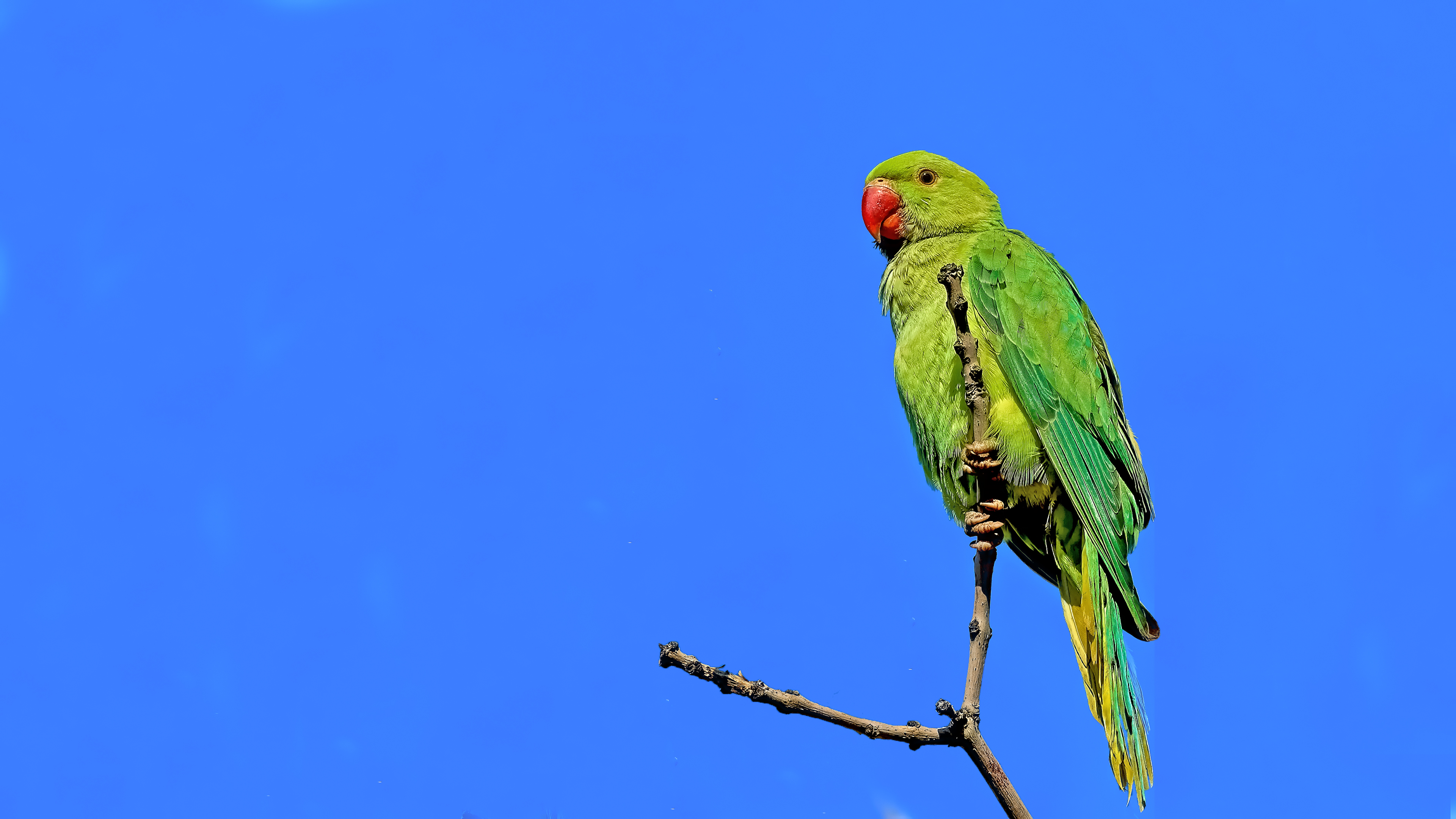Rose-ringed Parakeet — Ana fotoğraf
